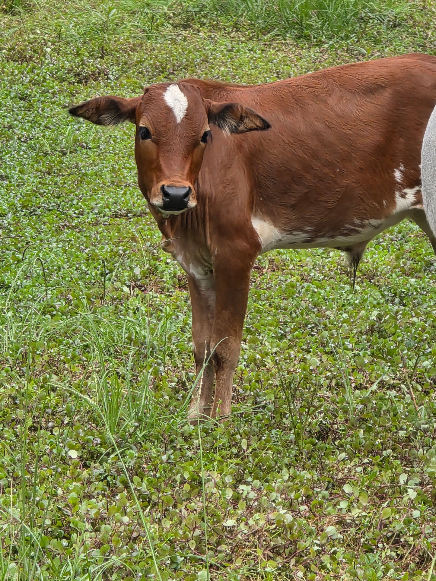Mini Zebu Bull Calves available