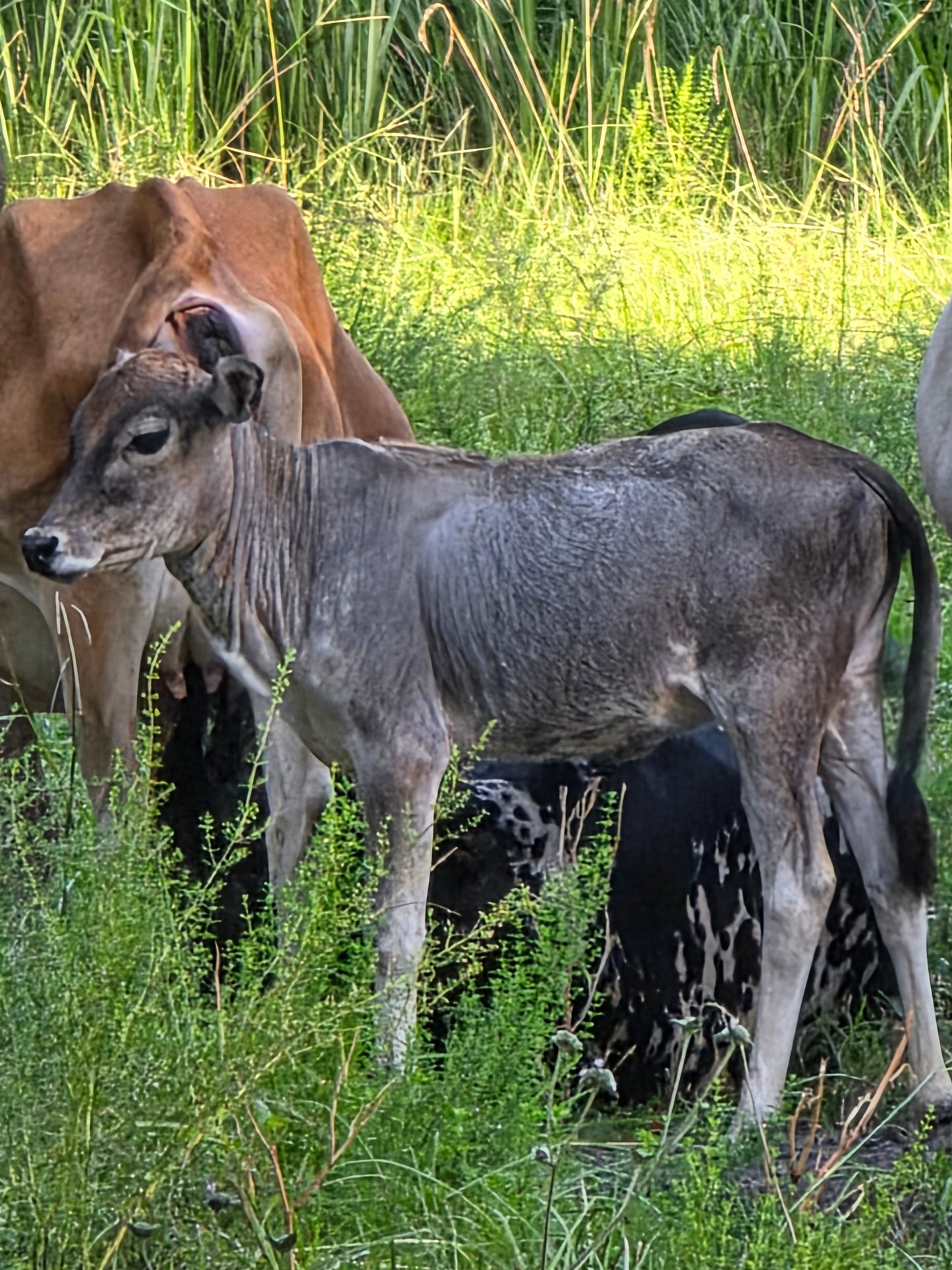2 Mini Zebu Calves available 1 male 1 female