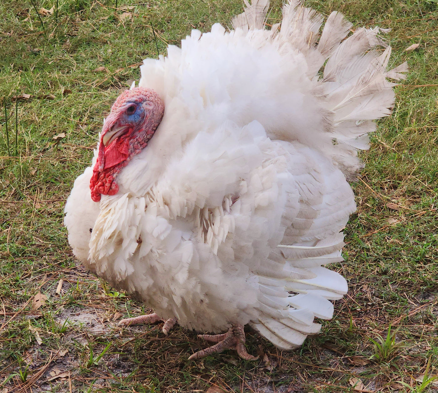 2025 Thanksgiving Turkeys (Please Read Description) Farm Pickups scheduled, Monday, November 24th Only