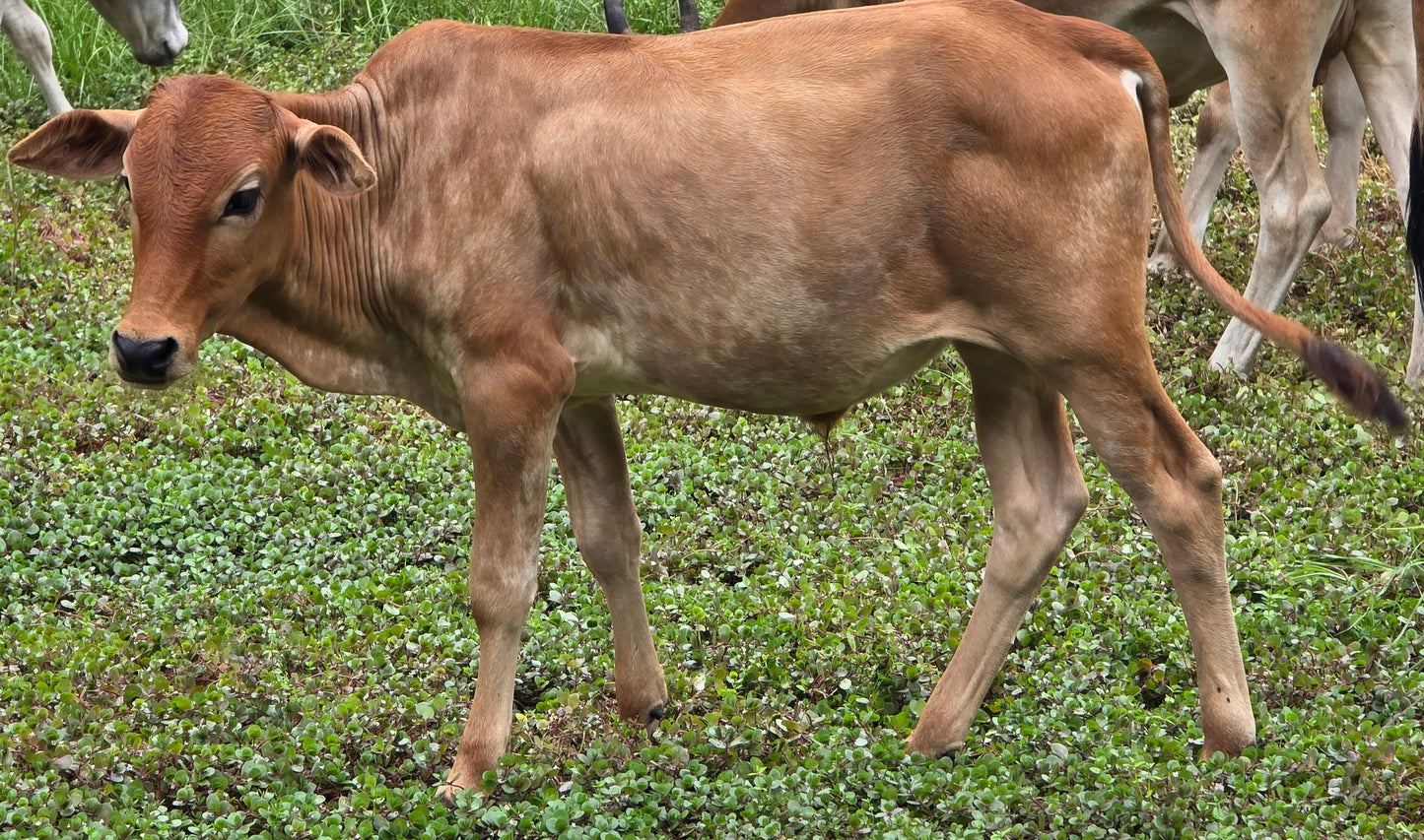 Mini Zebu Bull Calves available
