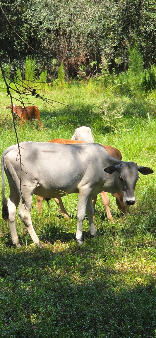 Mini Zebu Bull Calves available