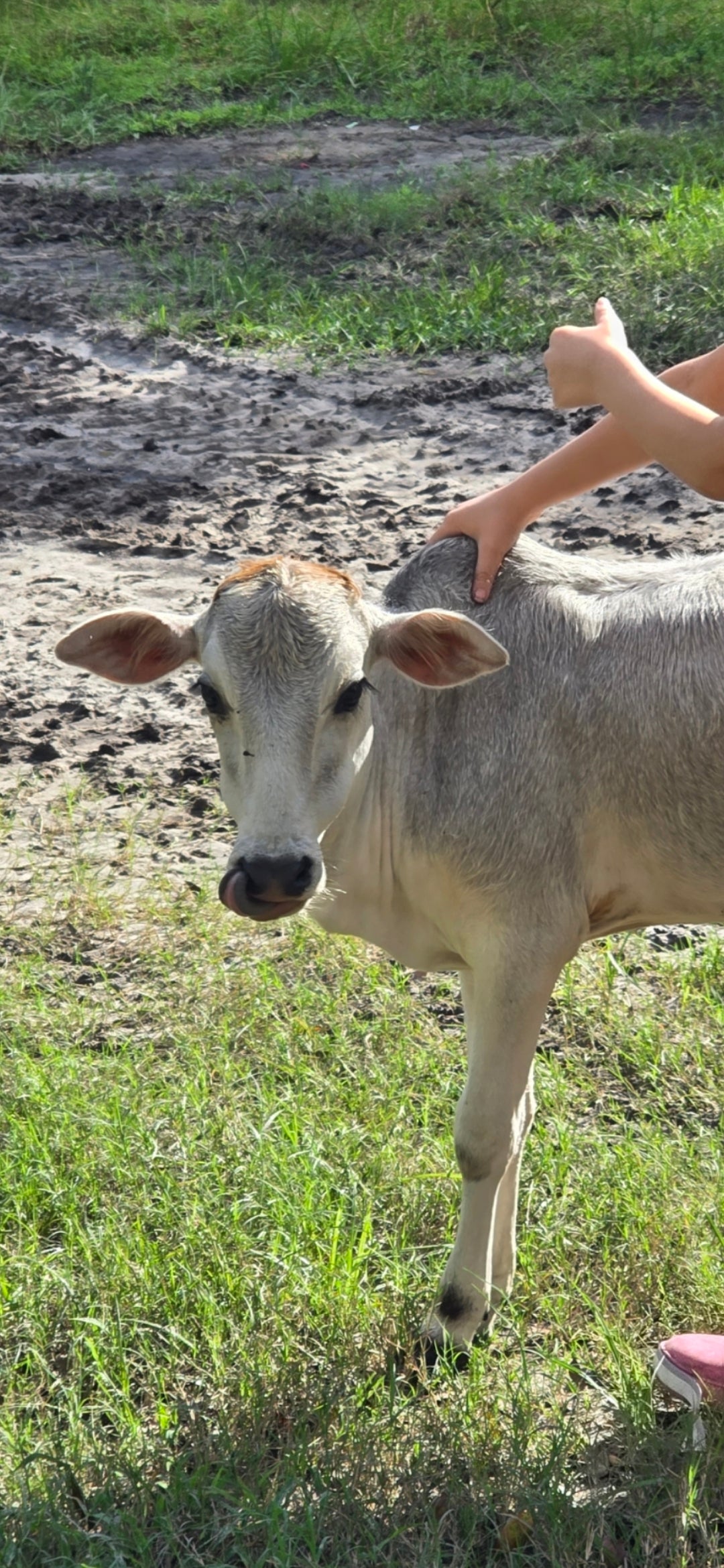Mini Zebu Bull Calves available