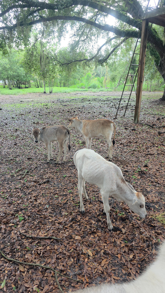 2 Mini Zebu Calves available 1 male 1 female