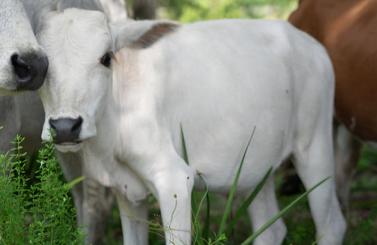 2 Mini Zebu Calves available 1 male 1 female