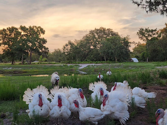 Fresh 2026 Thanksgiving Turkeys (Please Read Description) Farm Pickups scheduled,** Monday, November 23rd Only**